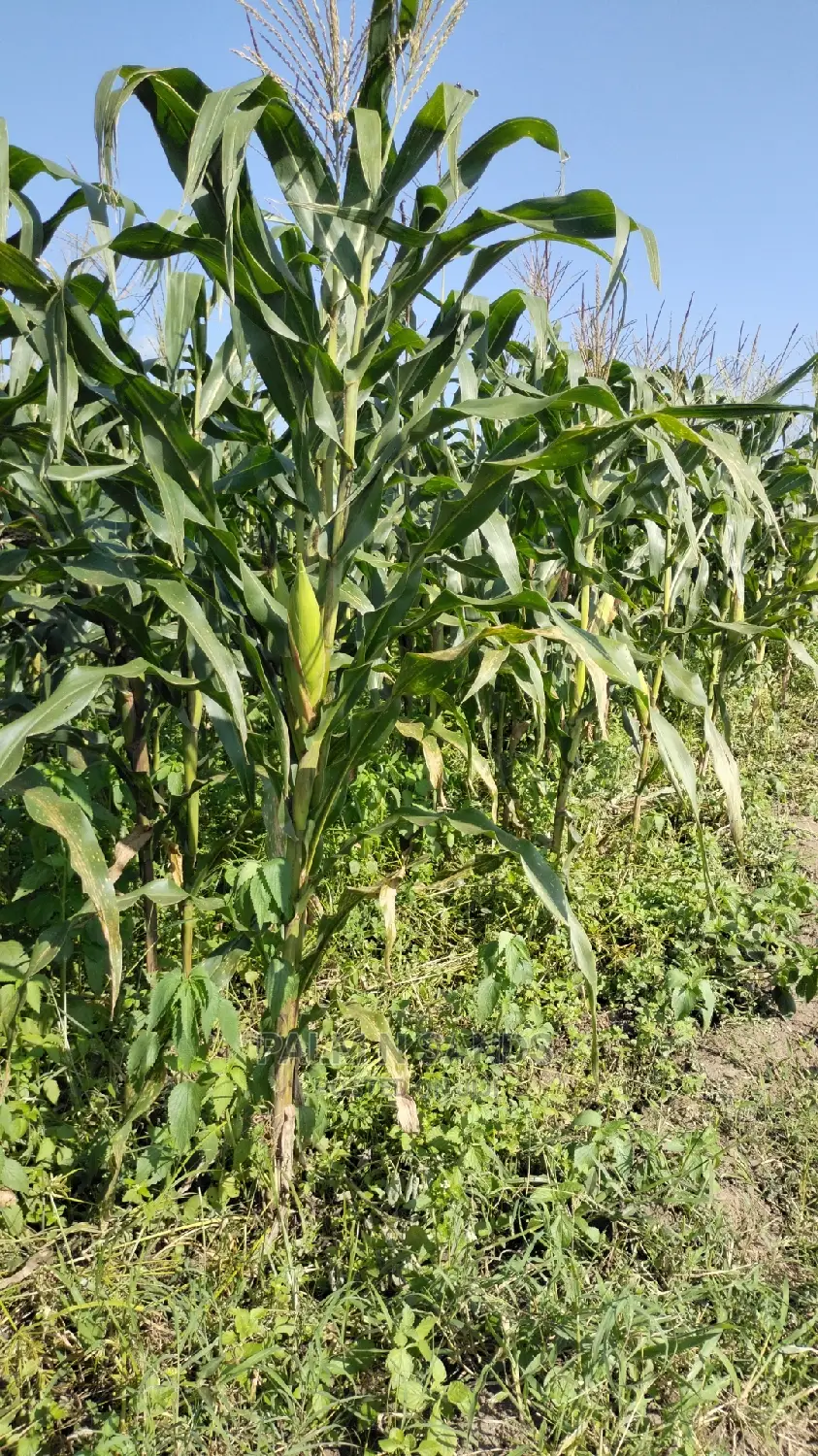 Agricultural Land for Sale: Your Farm Dreams Realized in Dzombo