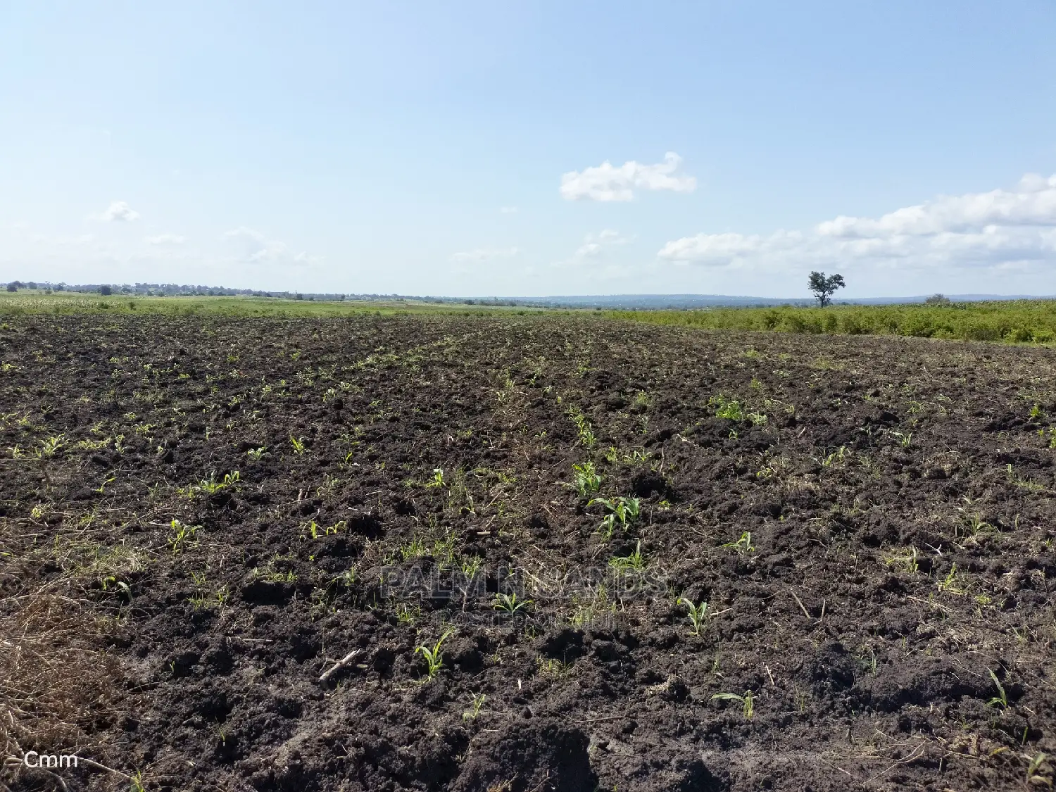 Agricultural Land for Sale: Your Farm Dreams Realized in Dzombo