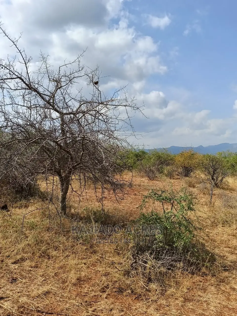 246 Acre Commercial Land for Sale - Per Acre Pricing Available in Ewaso Kendong