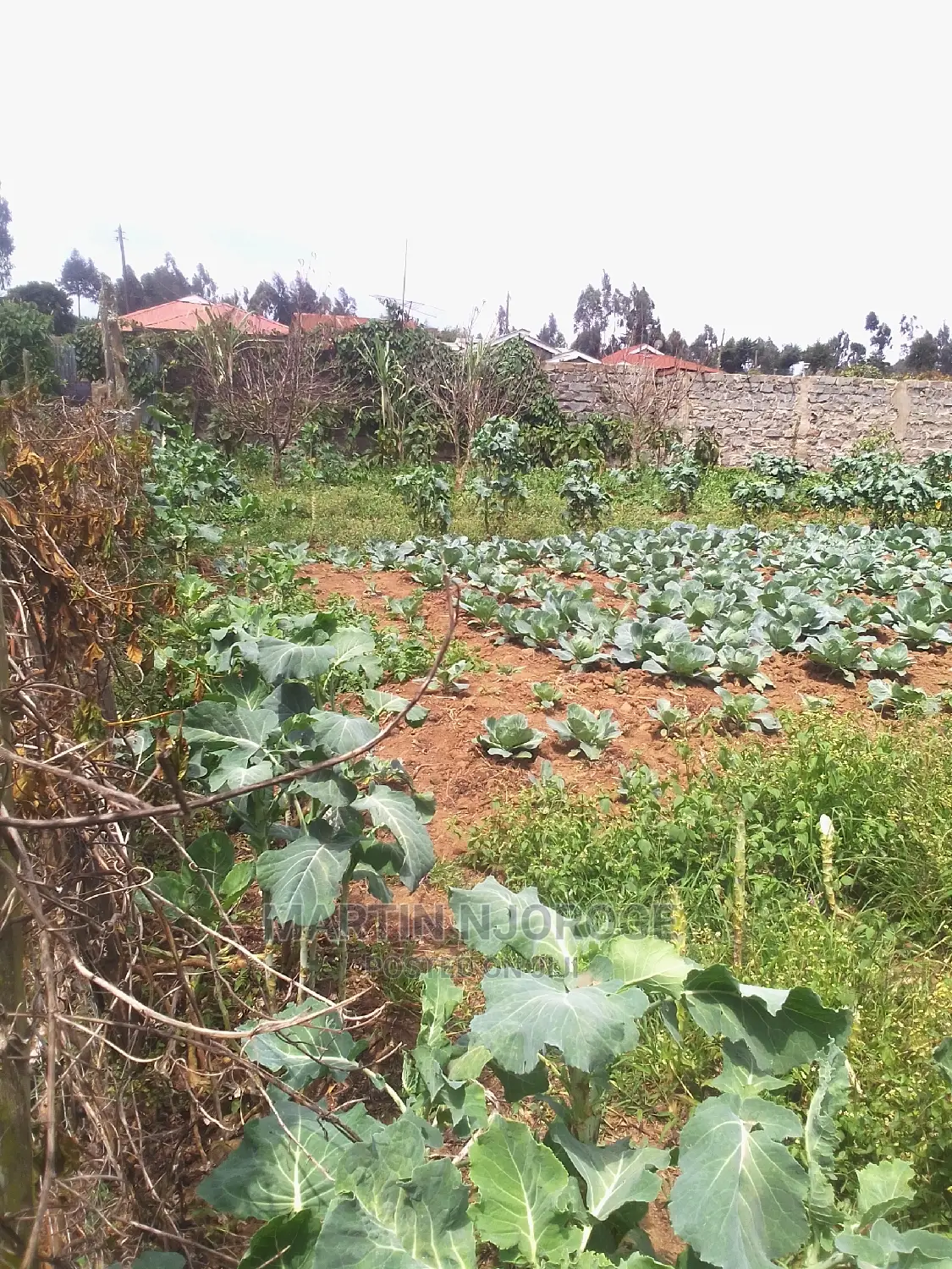 100 by 100 Plot Ihindu, Fryover Area in Naivasha