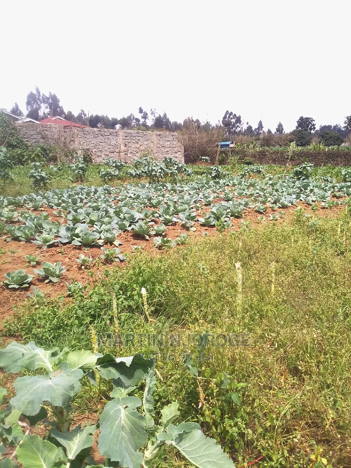 100 by 100 Plot Ihindu, Fryover Area in Naivasha