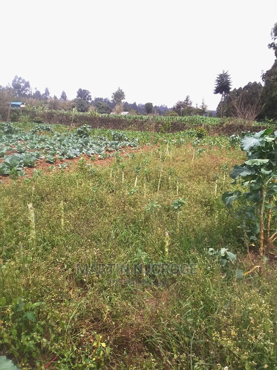 100 by 100 Plot Ihindu, Fryover Area in Naivasha