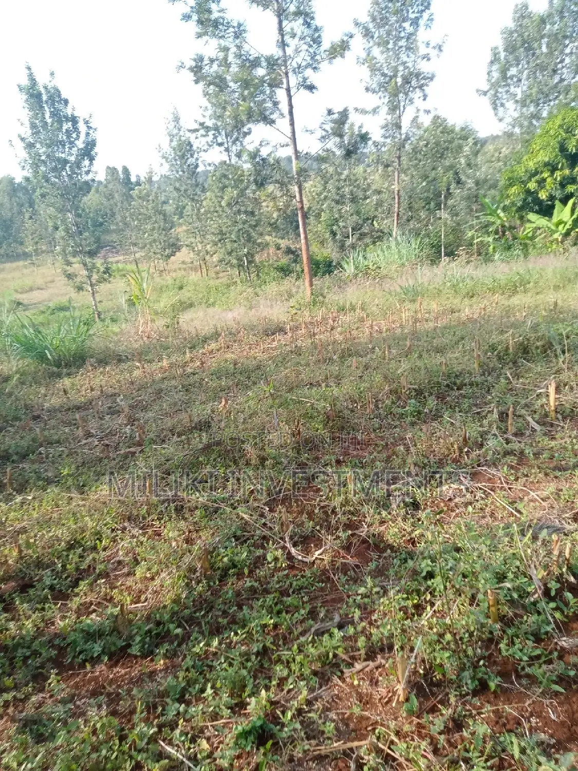 Kaharati Land Sale: 2 Acres Await Your Dream Project in Kimorori/Wempa
