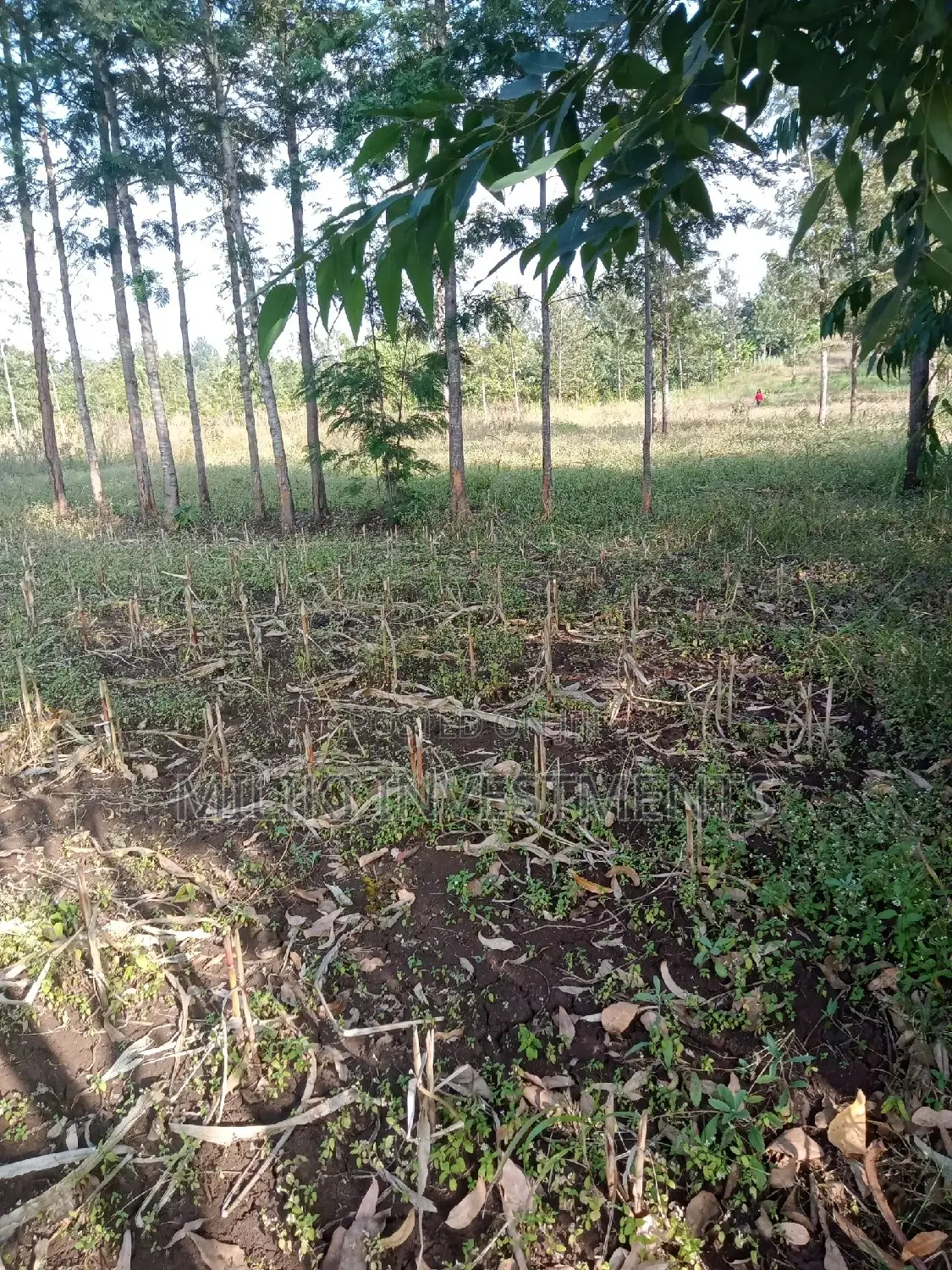 Kaharati Land Sale: 2 Acres Await Your Dream Project in Kimorori/Wempa