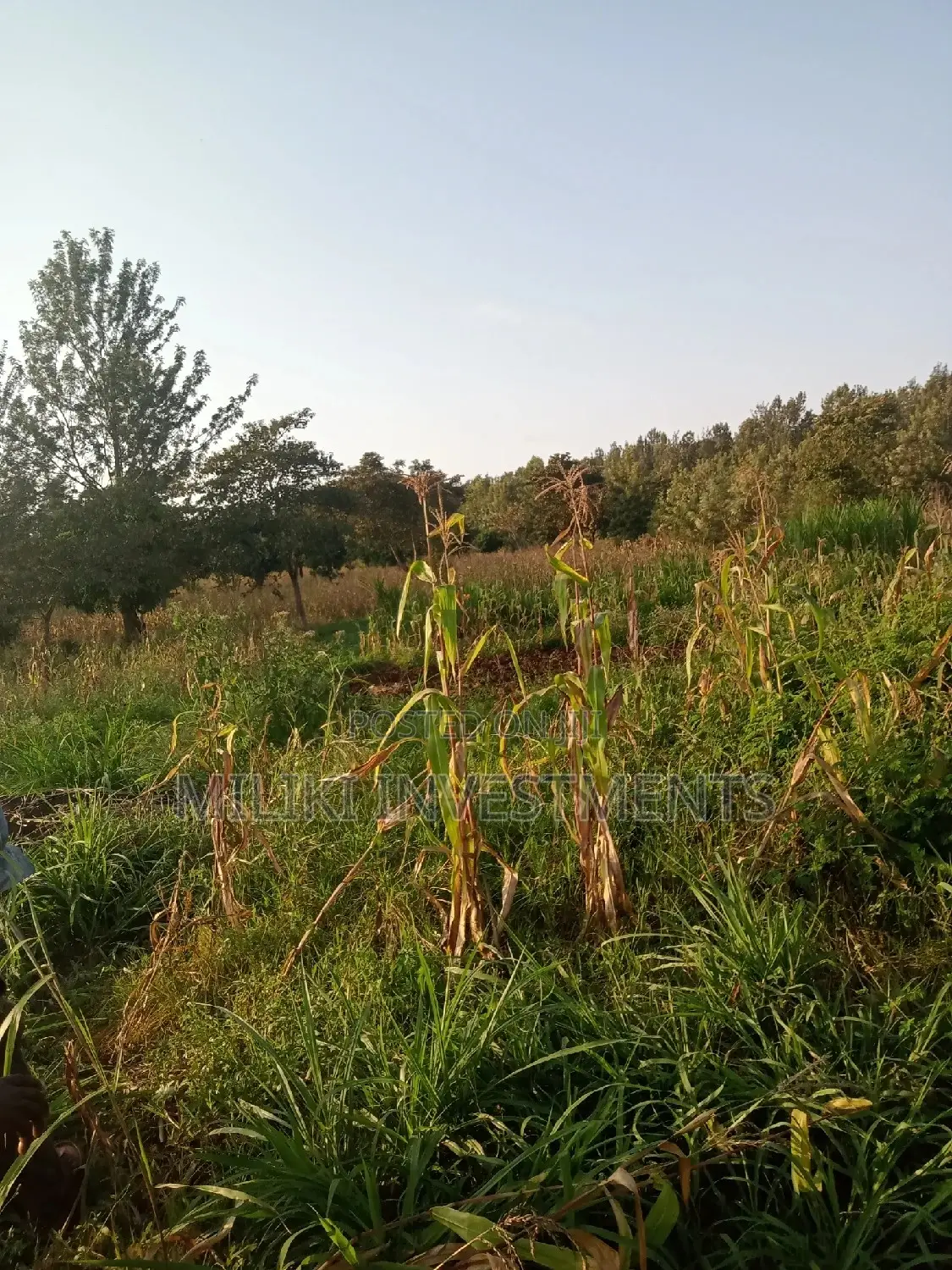 Kaharati Land Sale: 2 Acres Await Your Dream Project in Kimorori/Wempa