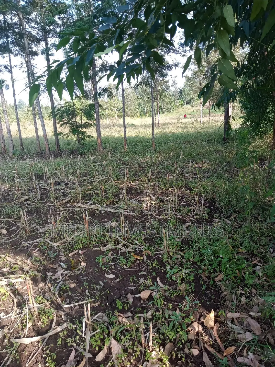 Kaharati Land Sale: 2 Acres Await Your Dream Project in Kimorori/Wempa