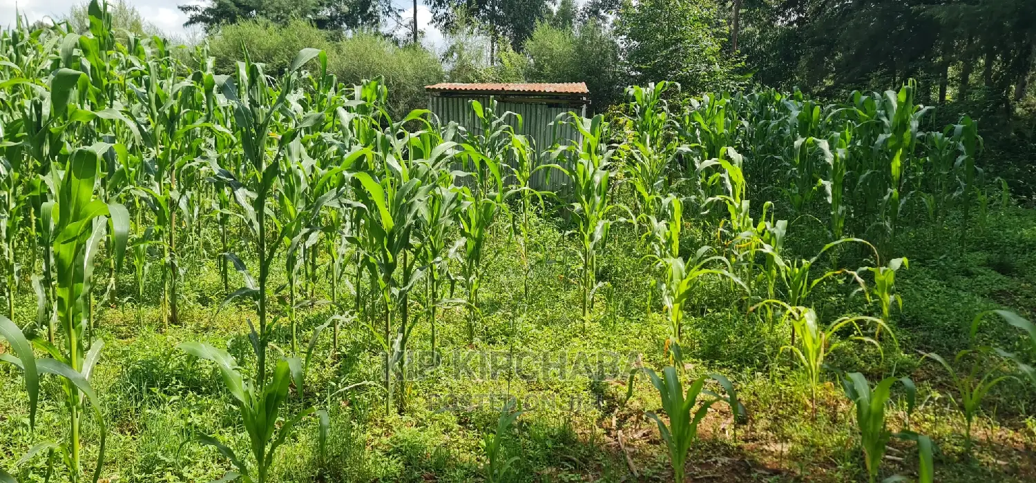 Dreaming of a Home in Eldoret? 2 Plots for Sale in Kamagut - Your Chance! in Kamagut