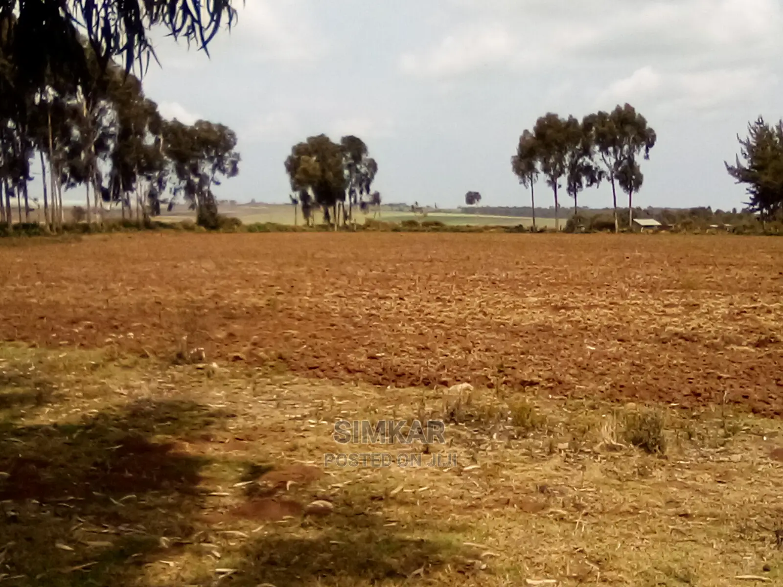 41 Acres in Timau: Ideal Investment Opportunity in Timau