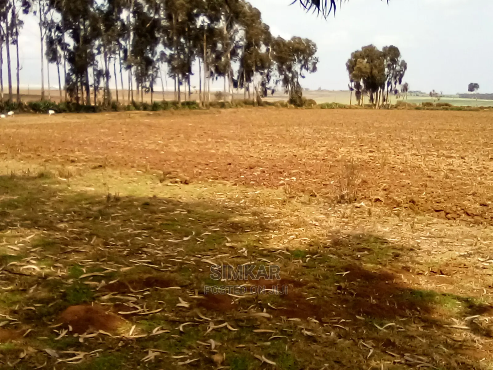 41 Acres in Timau: Ideal Investment Opportunity in Timau