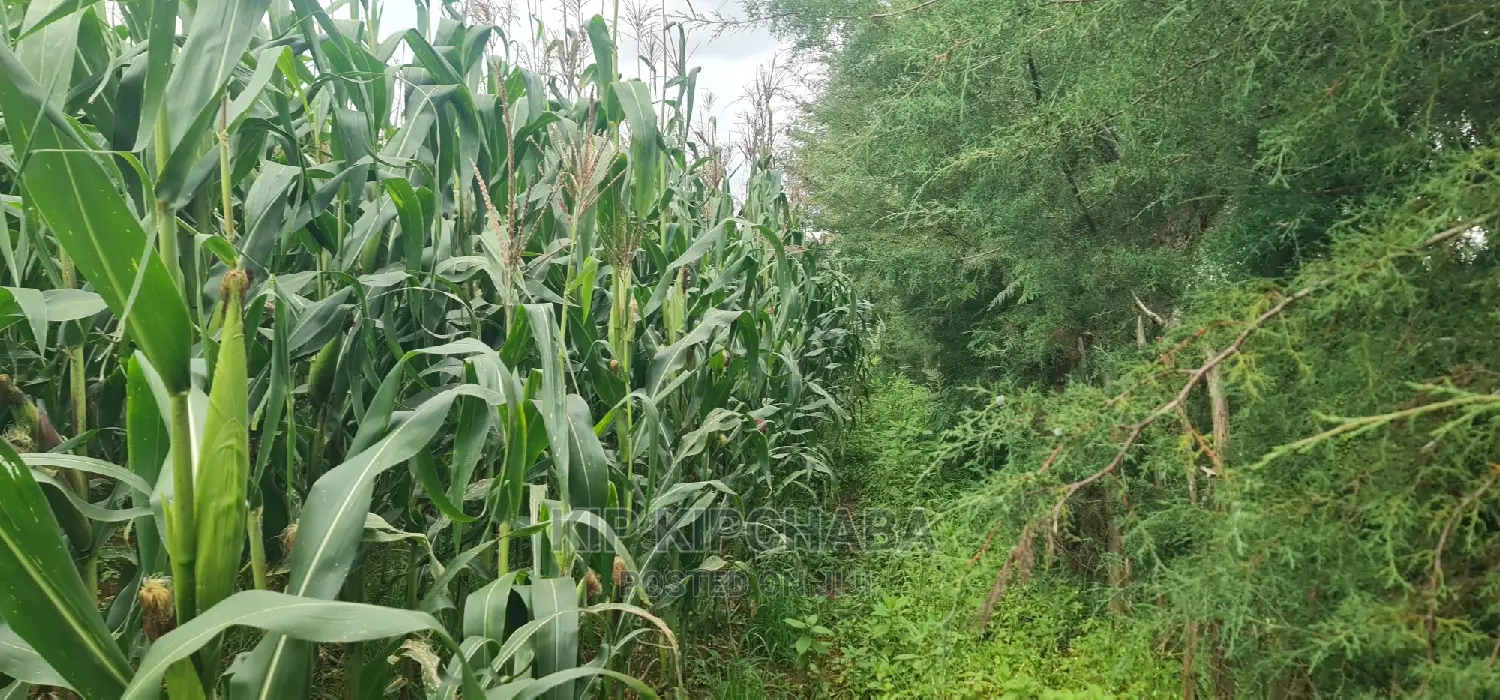 Prime Land Plots for Sale Near Proposed MTRH Kiplombe, Eldoret in Eldoret CBD