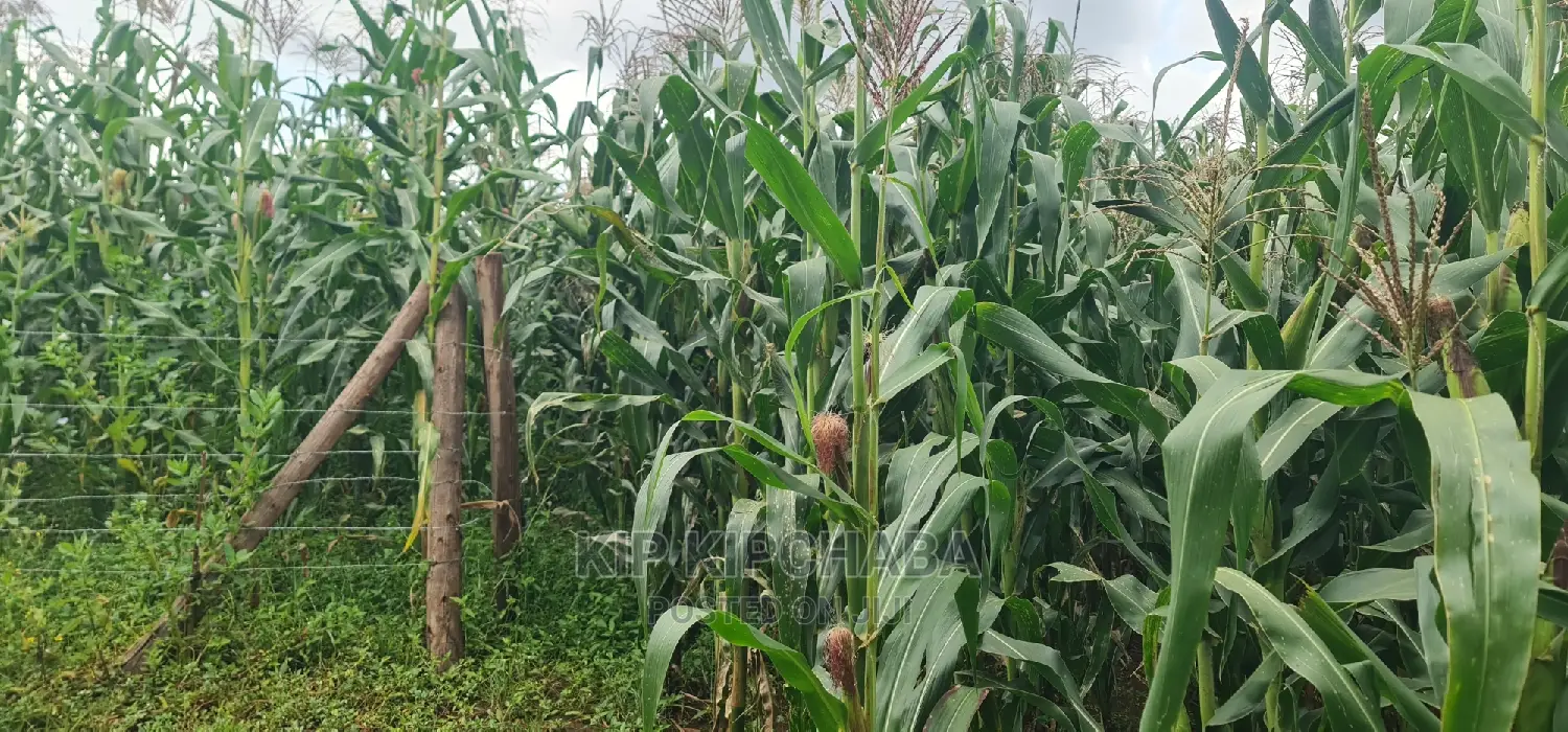 Prime Land Plots for Sale Near Proposed MTRH Kiplombe, Eldoret in Eldoret CBD