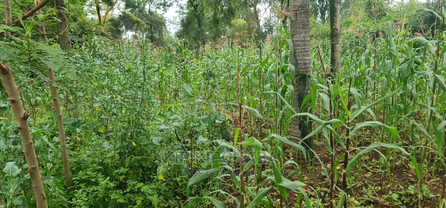 1-Acre Land in Elgonview Eldoret: Ready to Divide into 1/2 and 1/4 Plots for Sale in Elgon View