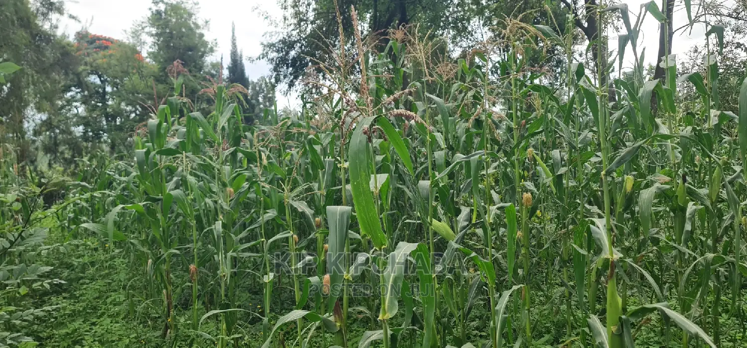 1-Acre Land in Elgonview Eldoret: Ready to Divide into 1/2 and 1/4 Plots for Sale in Elgon View