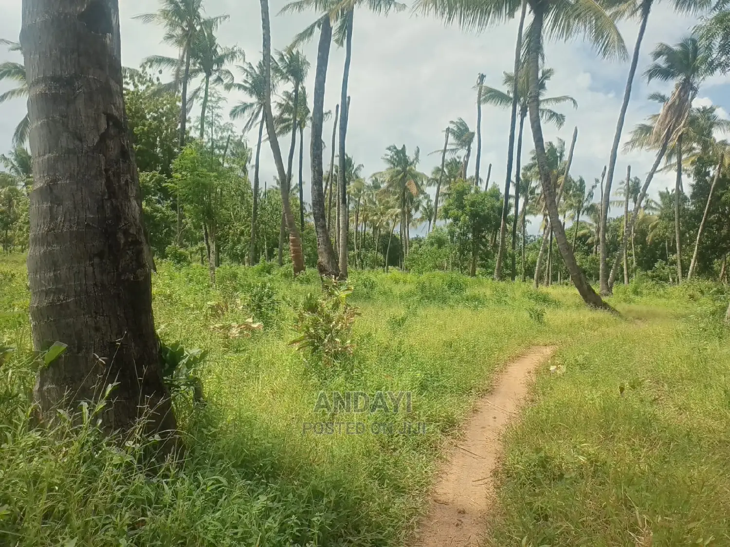 Takaungu (1/4 Acre) Beach Plots in Vipingo