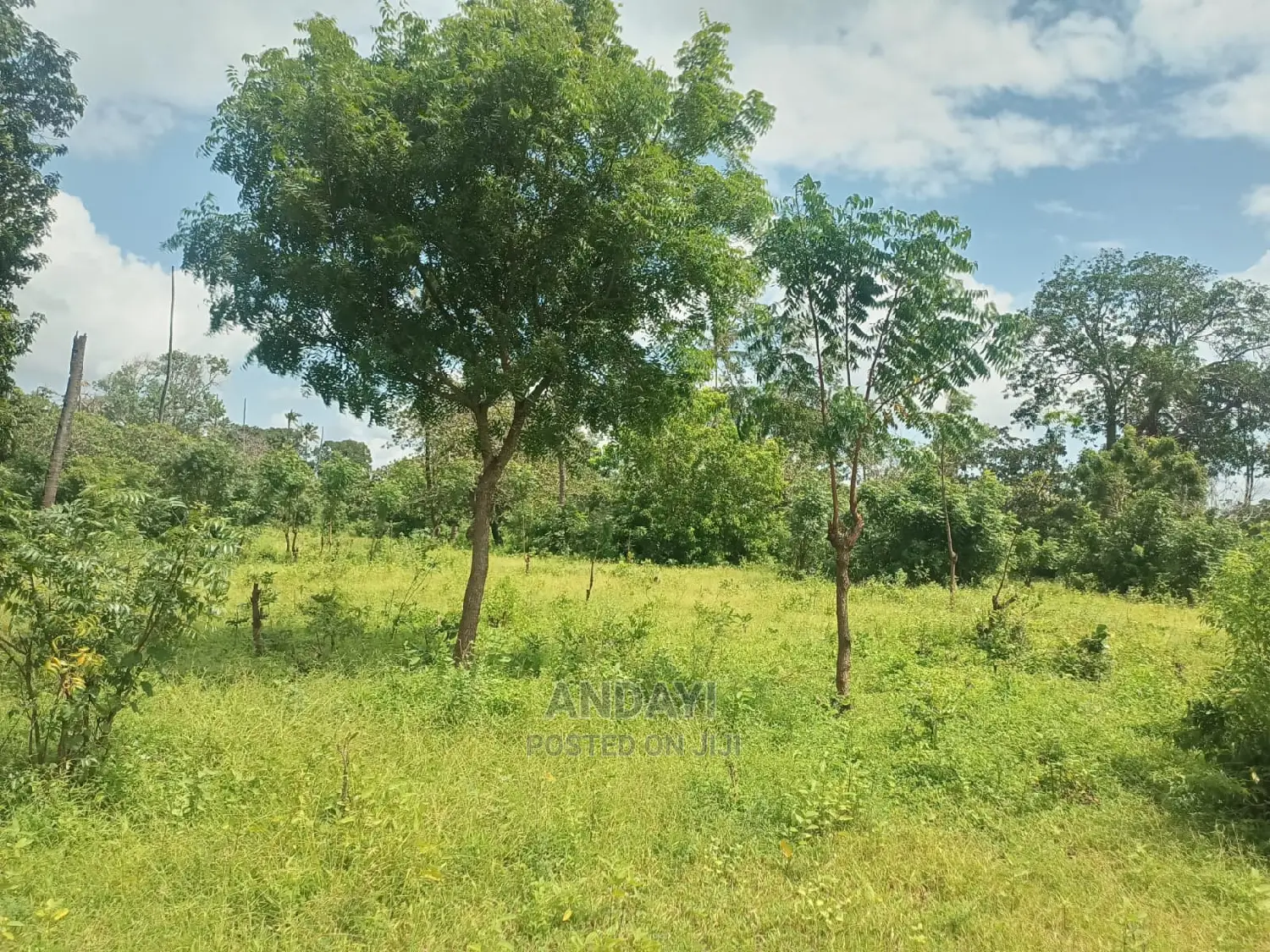Takaungu (1/4 Acre) Beach Plots in Vipingo