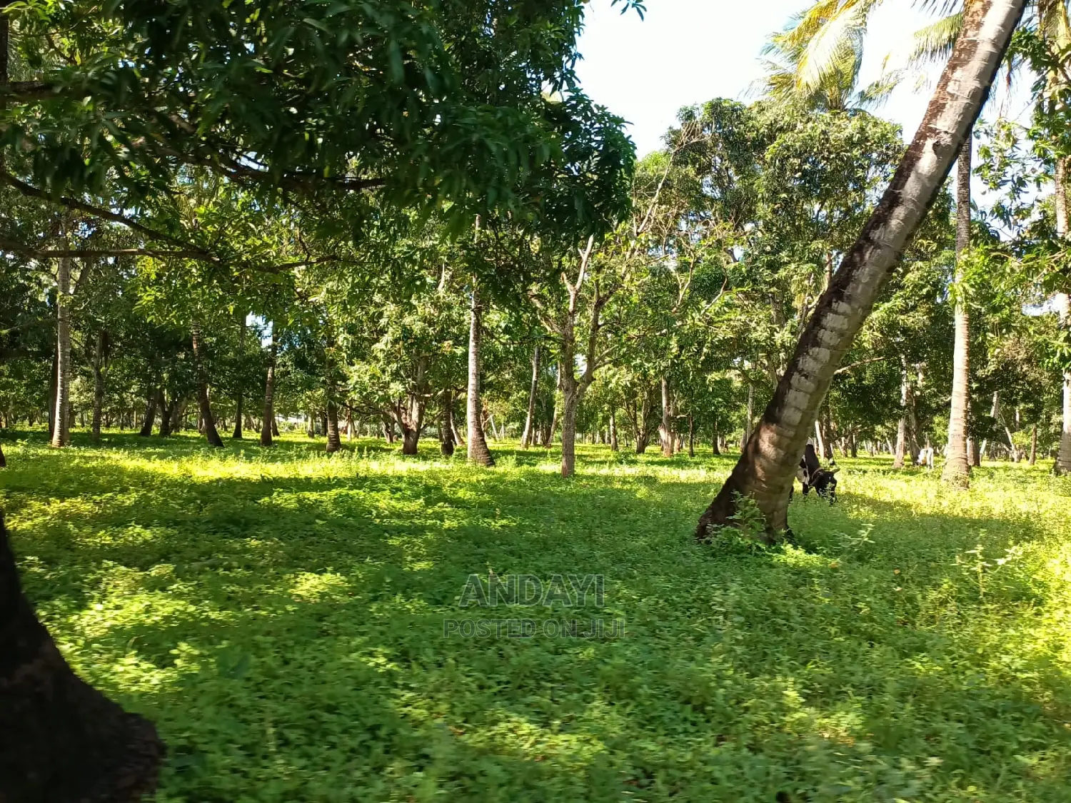 Takaungu (1/4 Acre) Beach Plots in Vipingo