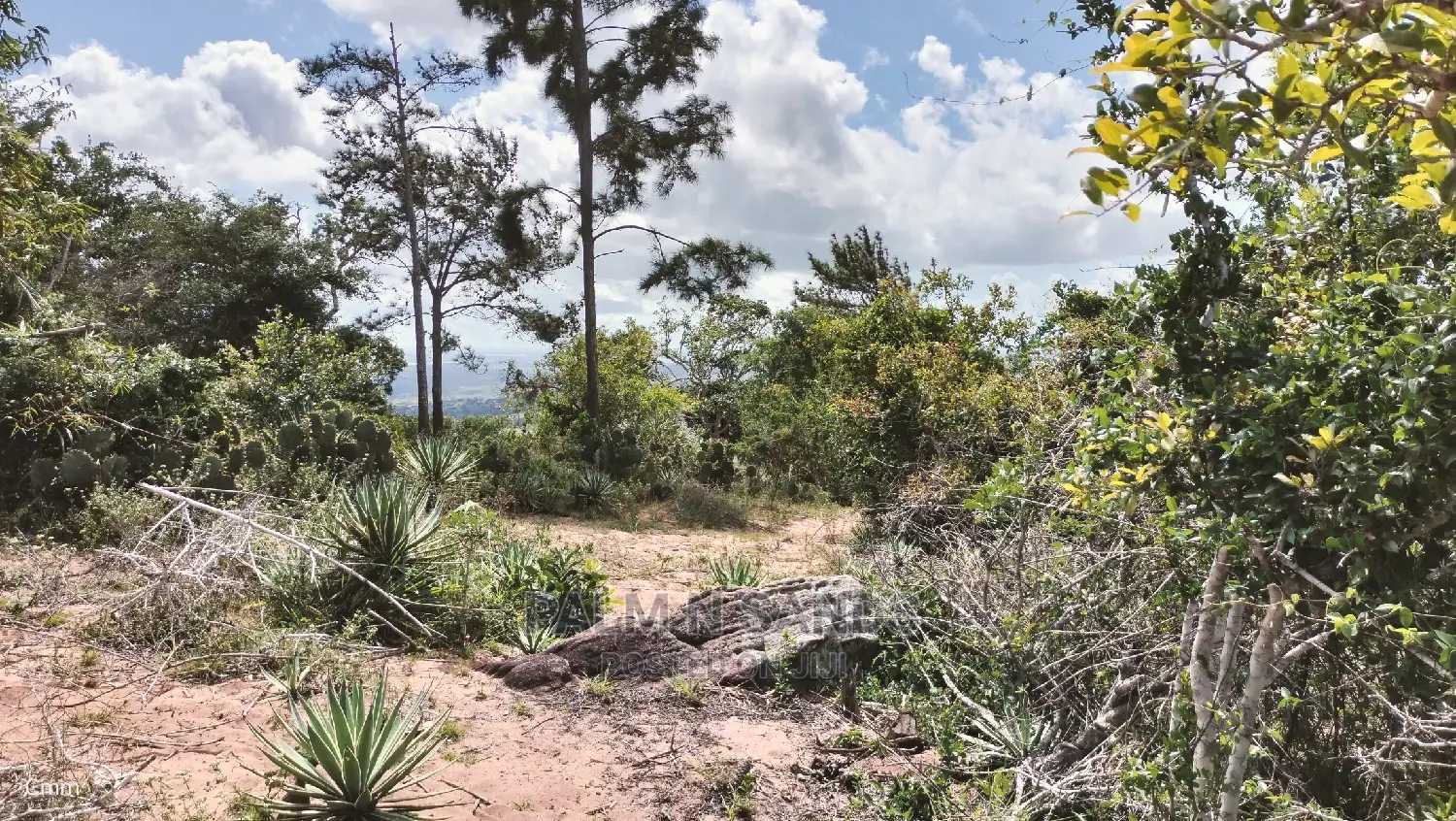 Golini's 5-Acre Ocean View Property Available Now in Tsimba Golini