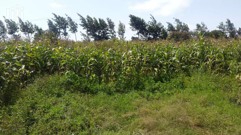 Limuru's Mutarakwa Area: Affordable Residential Plots for Sale in Kikuyu
