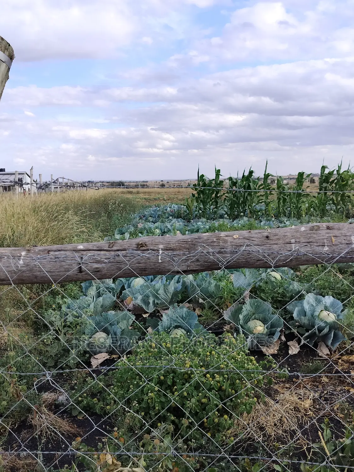 Kitengela Isinya Plots Size 50*100 in Kitengela
