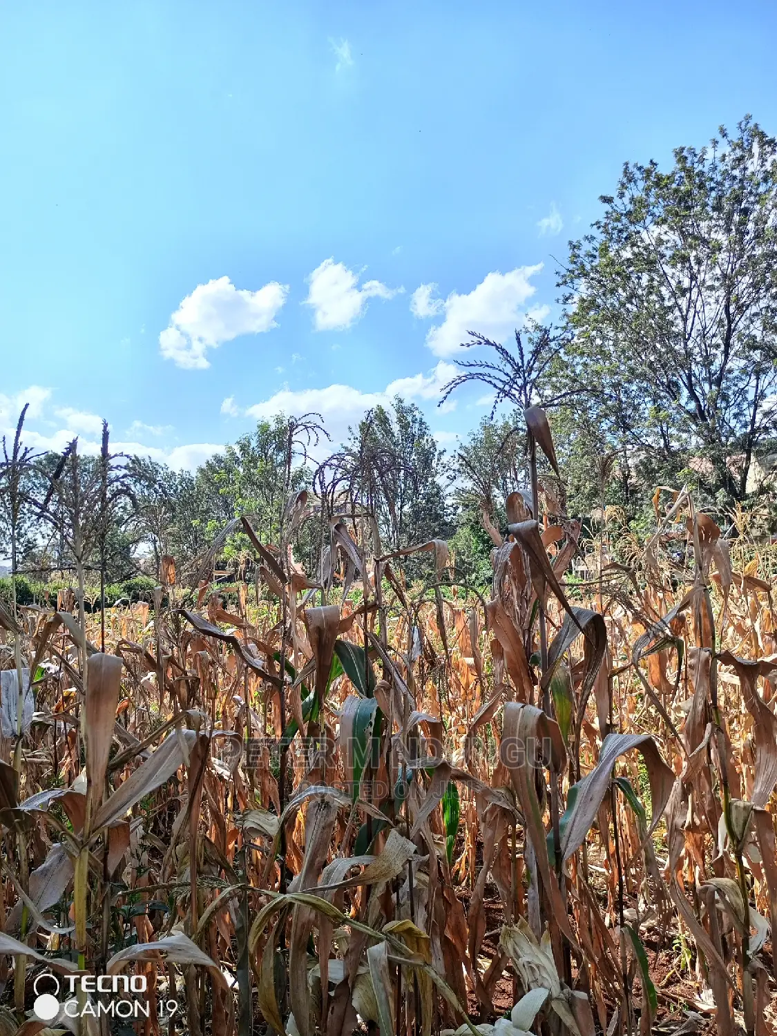 Prime Thindigua Land - 0.75ac Plot for Sale - Invest Today in Kiambu / Kiambu