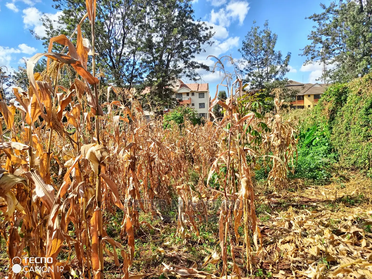 Prime Thindigua Land - 0.75ac Plot for Sale - Invest Today in Kiambu / Kiambu