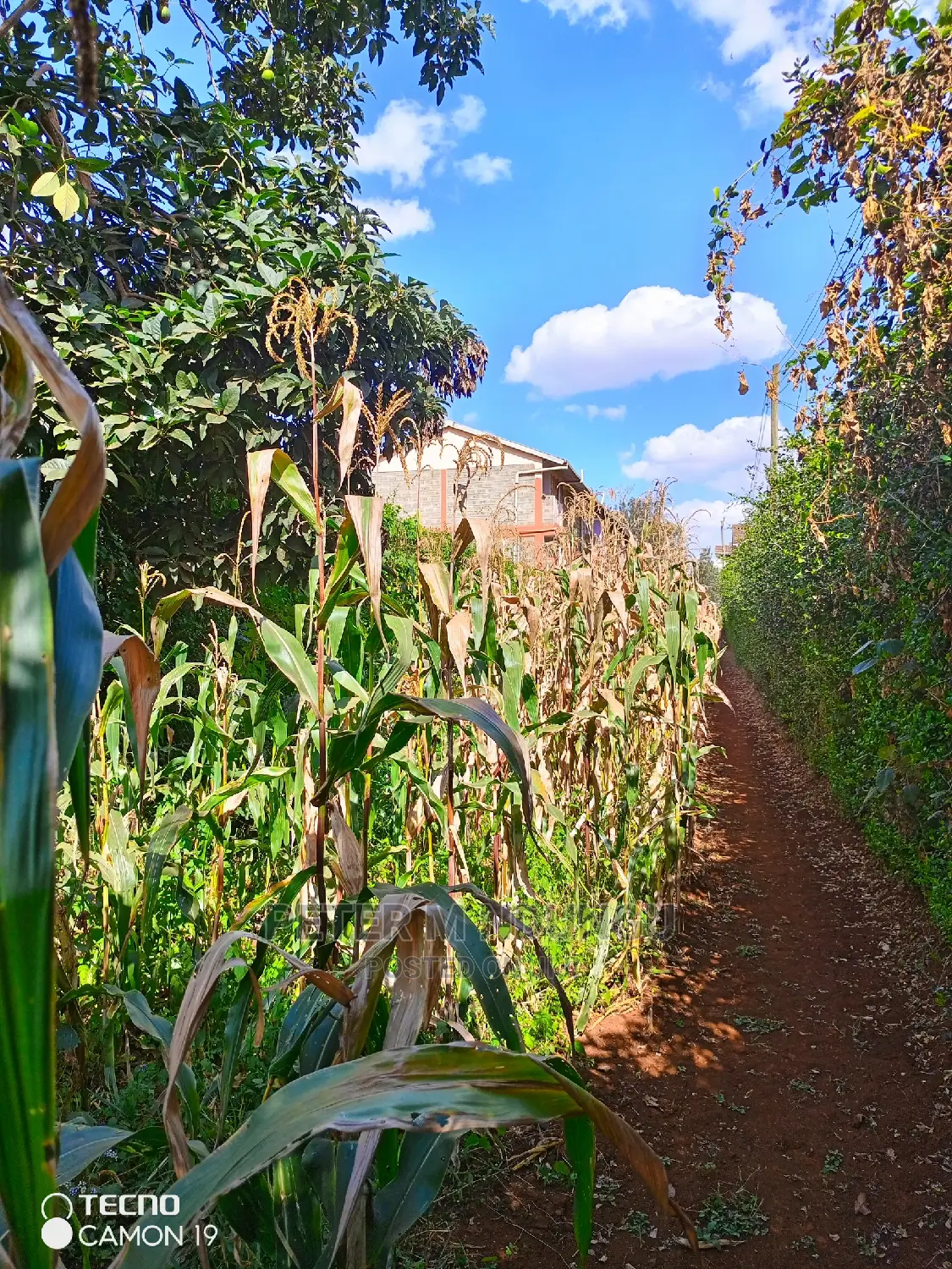 Prime Thindigua Land - 0.75ac Plot for Sale - Invest Today in Kiambu / Kiambu