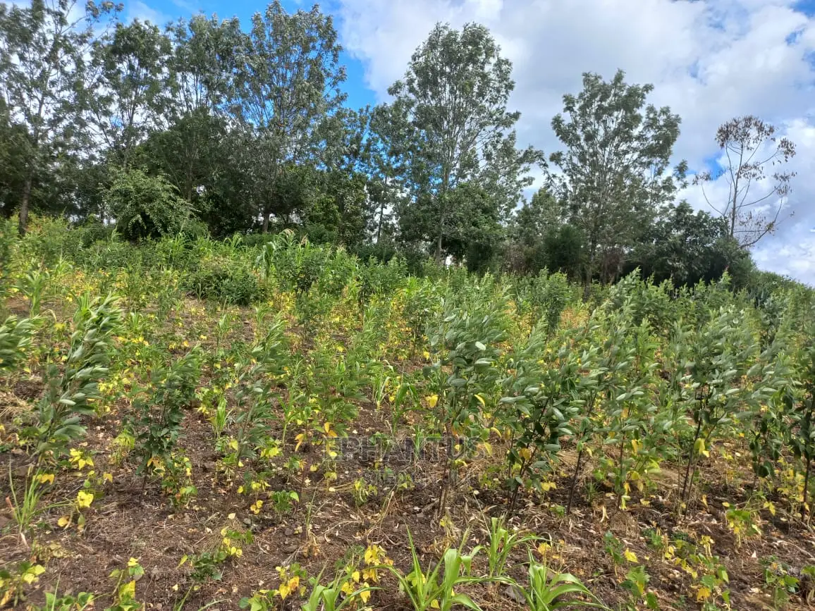 Discover 50x100 Plots in Makuyu - Property Investment! in Ruiru