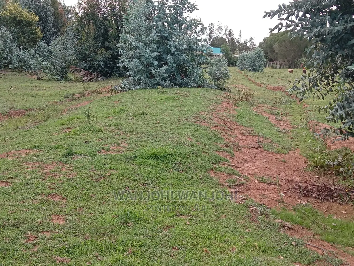 Luxury Prime 50*100 Plots for Sale - 2 Variants Available in Nyahururu