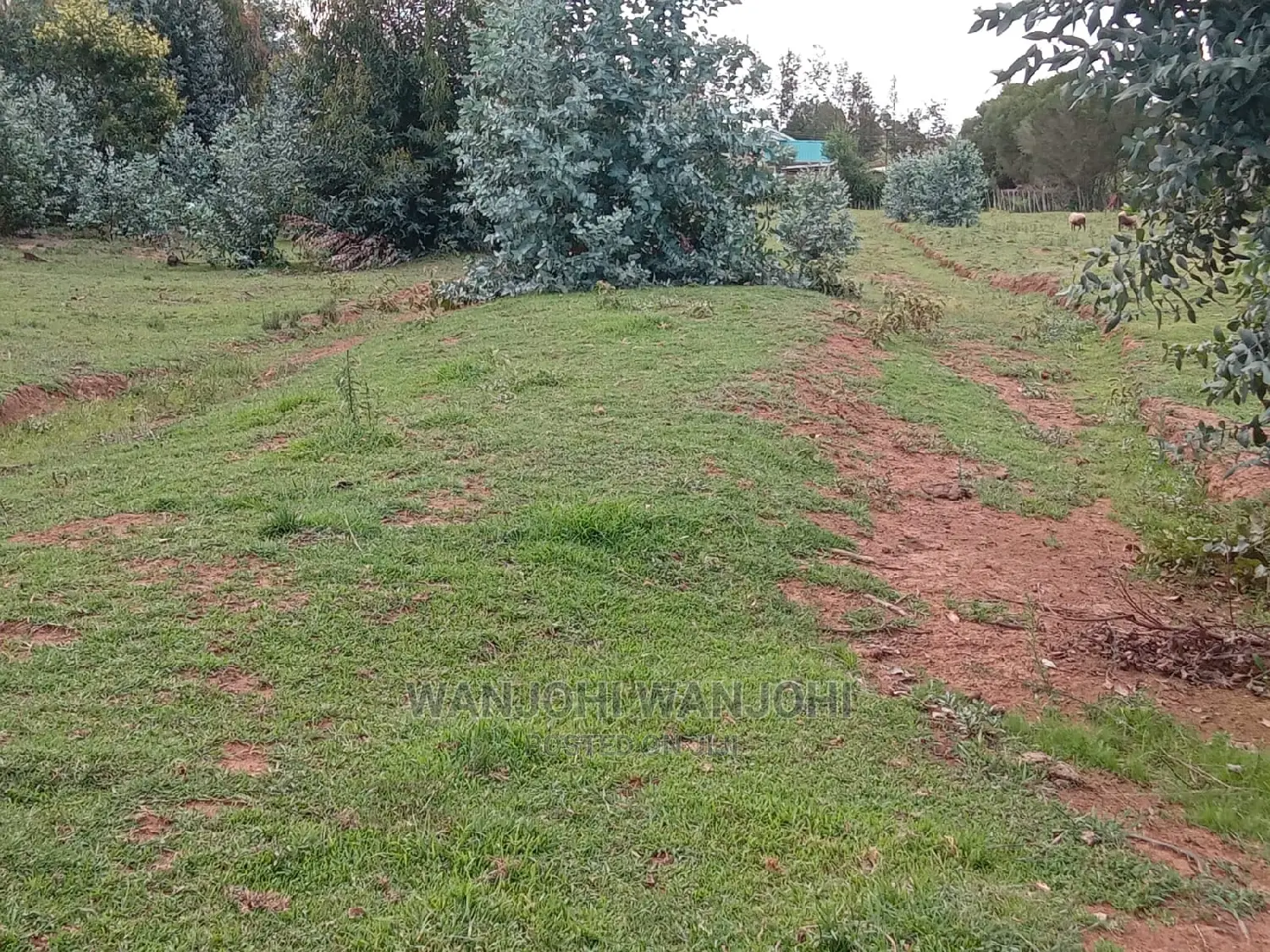 Nyandarua County: Jewel Plots for Sale Today in Nakuru Town East