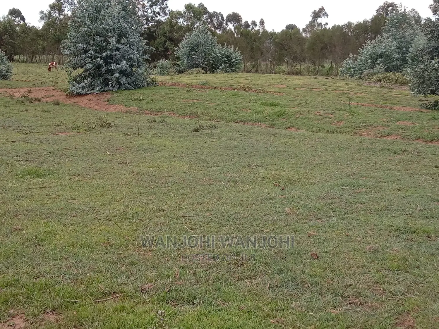 Serene 50x100 Land Plots - Limited Quantity in Gatimu
