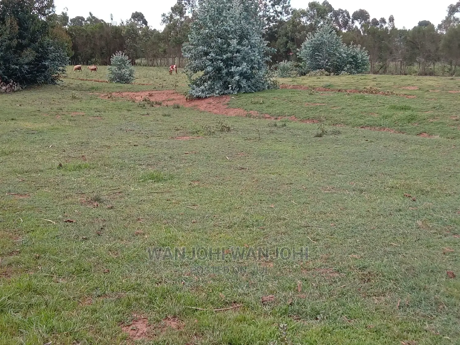 Serene 50x100 Land Plots - Limited Quantity in Gatimu