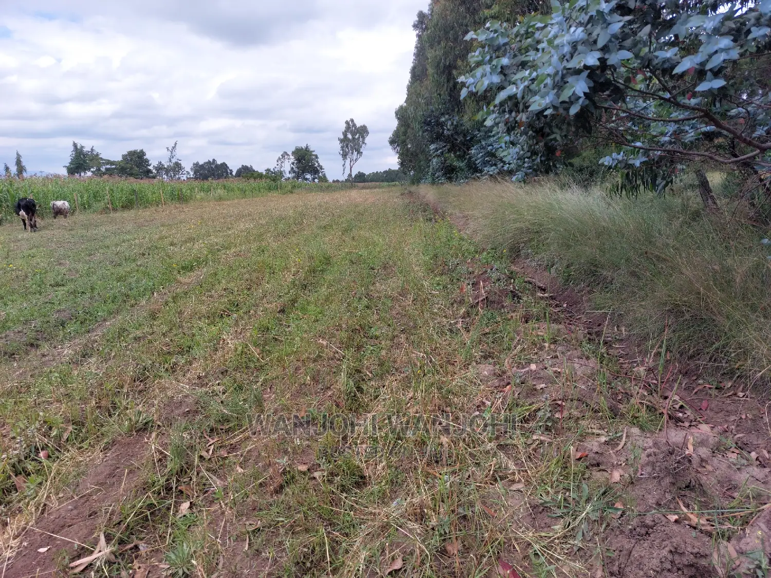 Premium 1-Acre Plots in Olkalou - Ready for Development in Karau