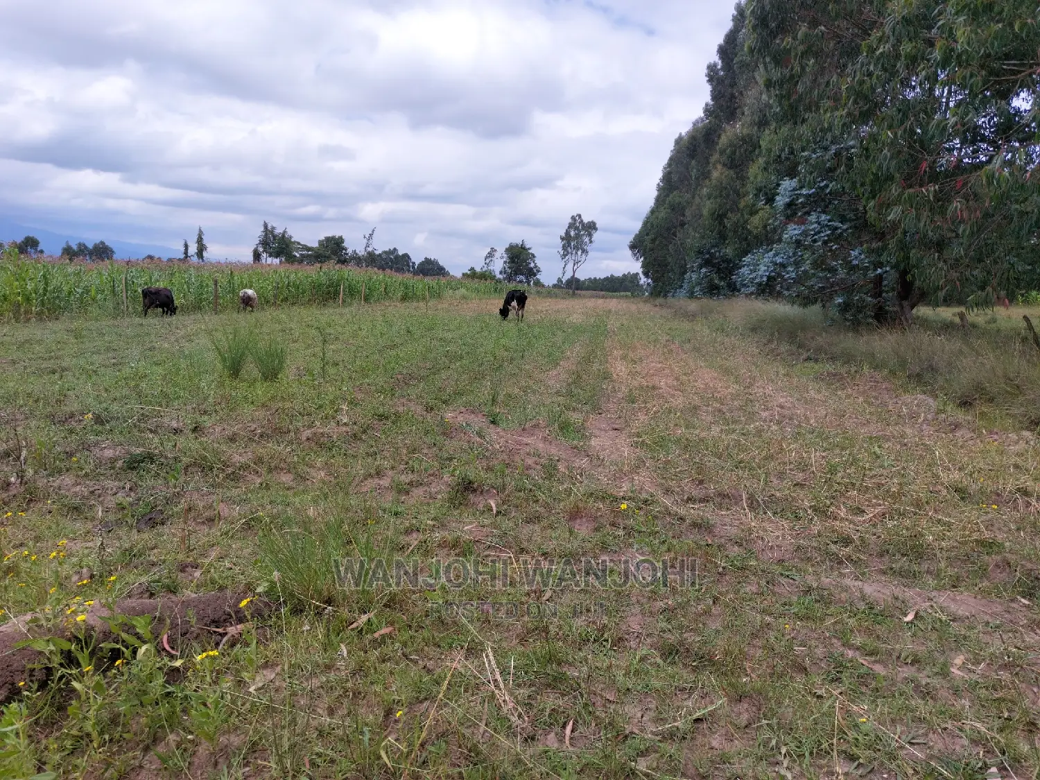 Olkalou's Premier 1-Acre Plots: Invest in Your Future Today! in Gatimu