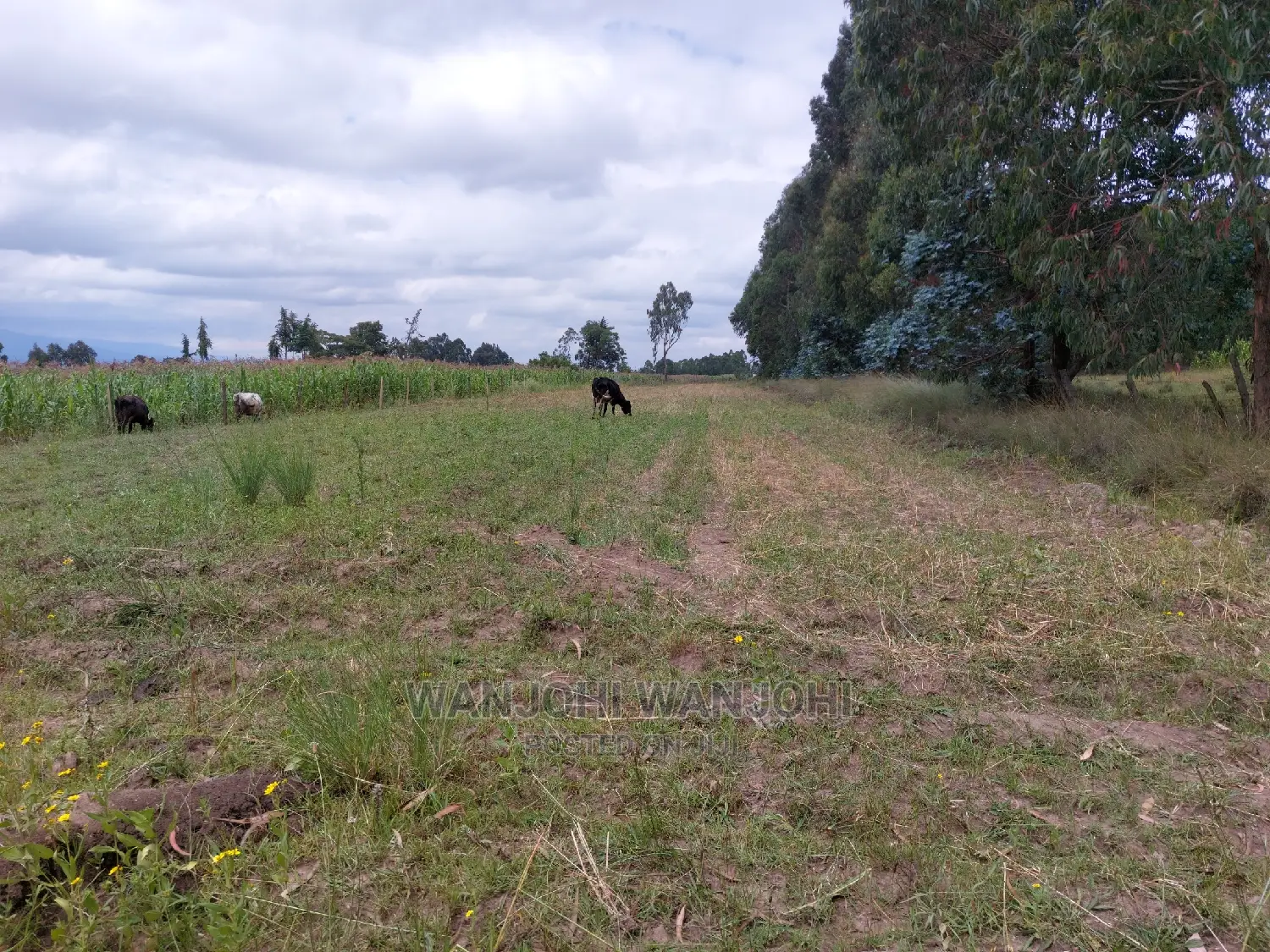 Prime 1-Acre Plots - Affordable & Ideal for Your Dream Home in Nyahururu
