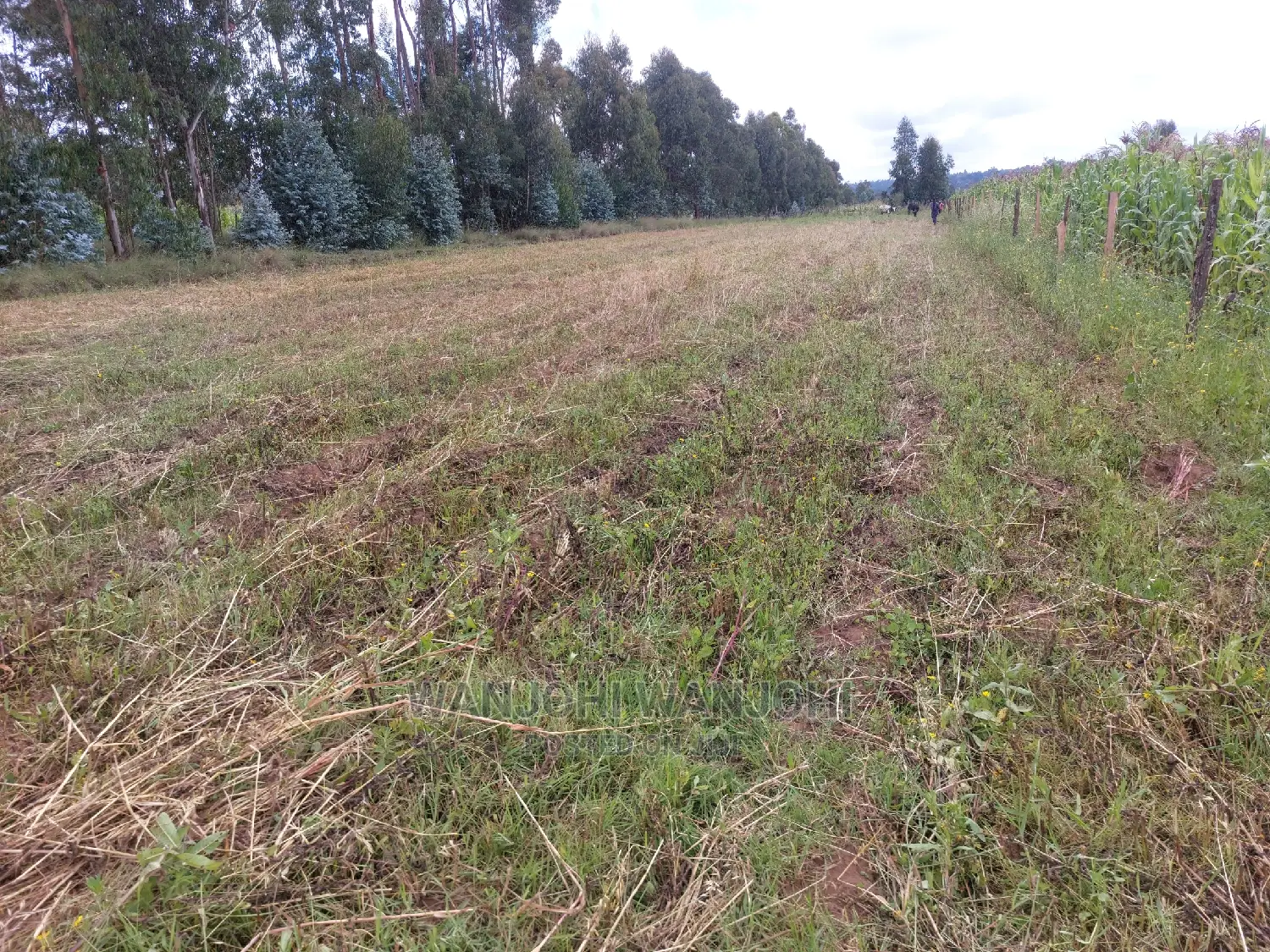 Olkalou's Finest 1-Acre Plots - Seize the Opportunity! in Nakuru Town East