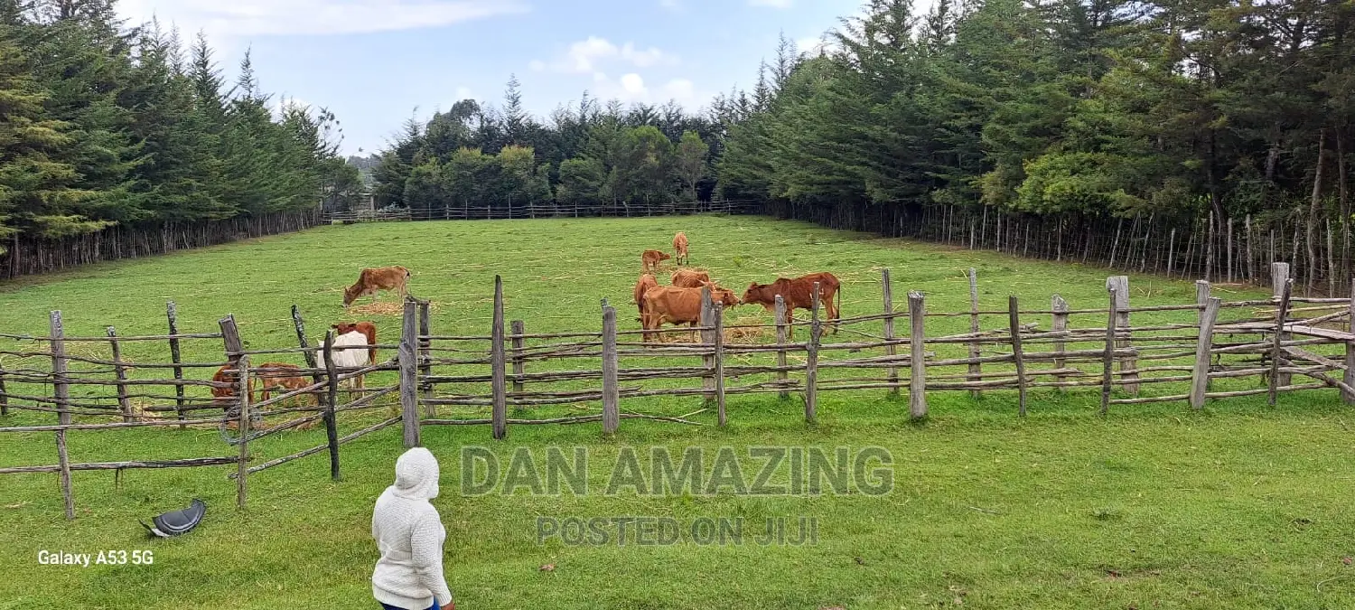 Farmland for Sale: 40 Acres in Nyandarua County in Rurii