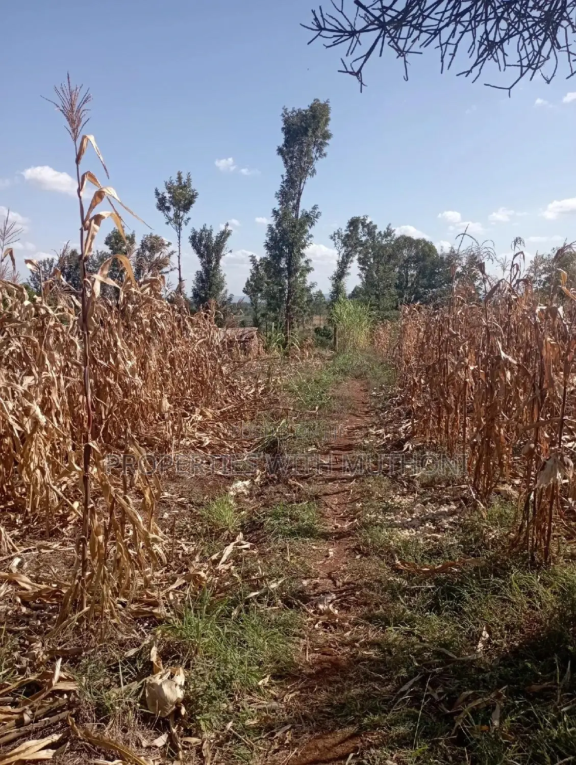 1 Acre Land for Sale in Labour, Kandongu, Kianjogu Mwea in Mutithi