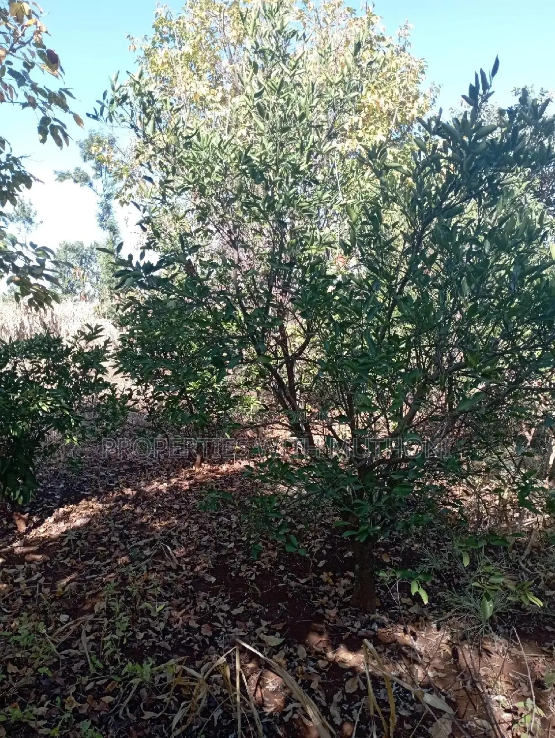 1 Acre Land for Sale in Labour, Kandongu, Kianjogu Mwea in Mutithi