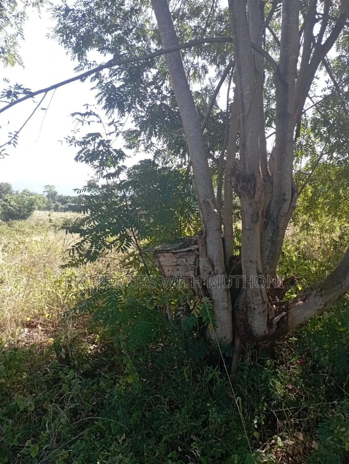 1 Acre Land for Sale in Labour, Kandongu, Kianjogu Mwea in Mutithi