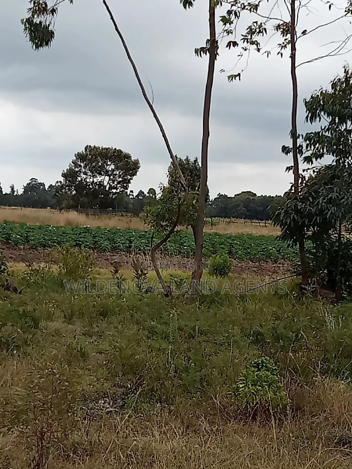 Kinangop Koinange: Buy Land Now at Unbeatable Prices in Magumu