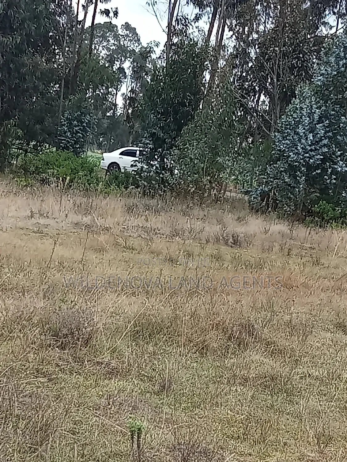 Kinangop Koinange: Buy Land Now at Unbeatable Prices in Magumu