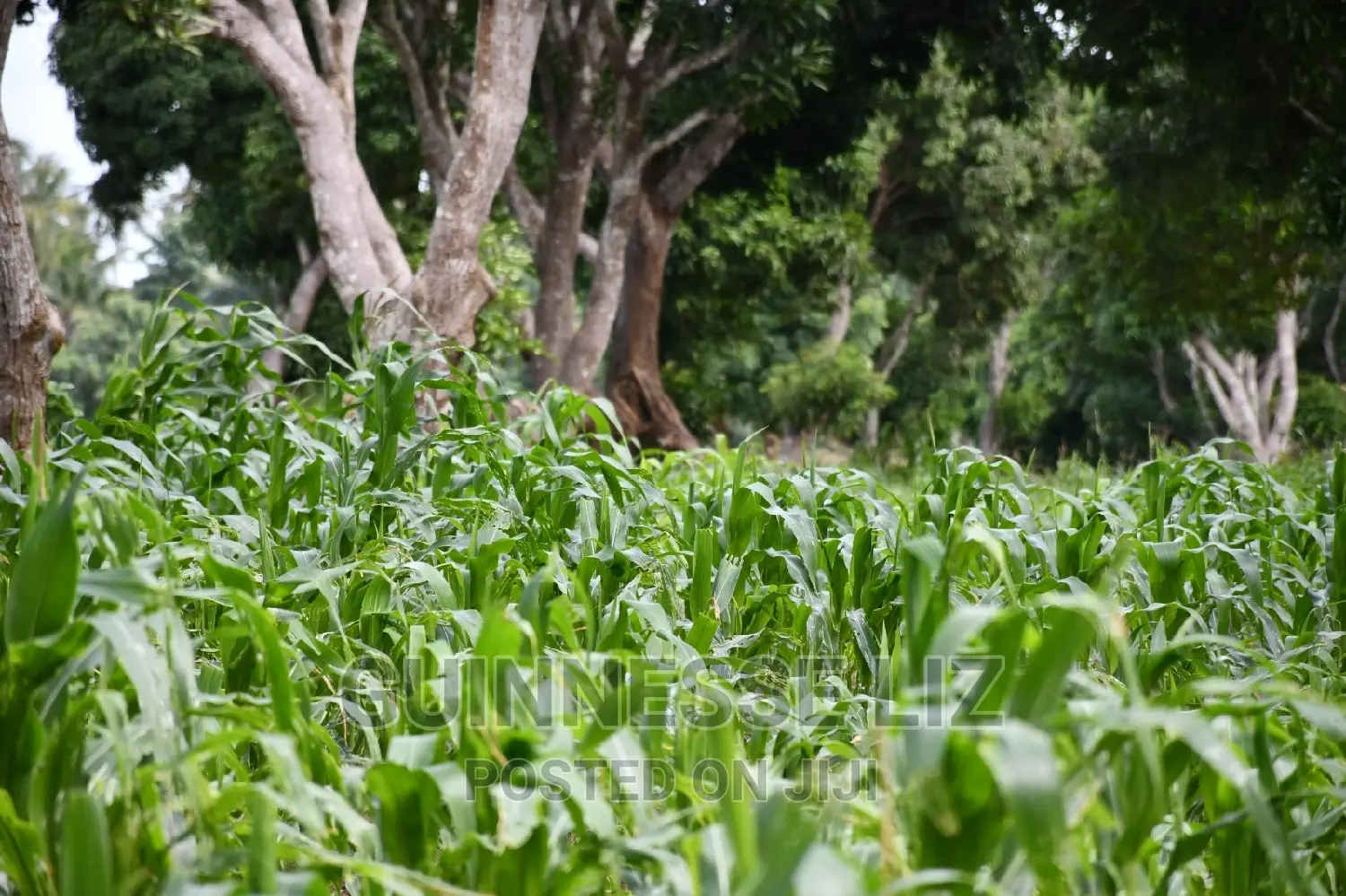 Kikambala: 1/4 Acre Land Plots - Instant Sale! in Kikambala