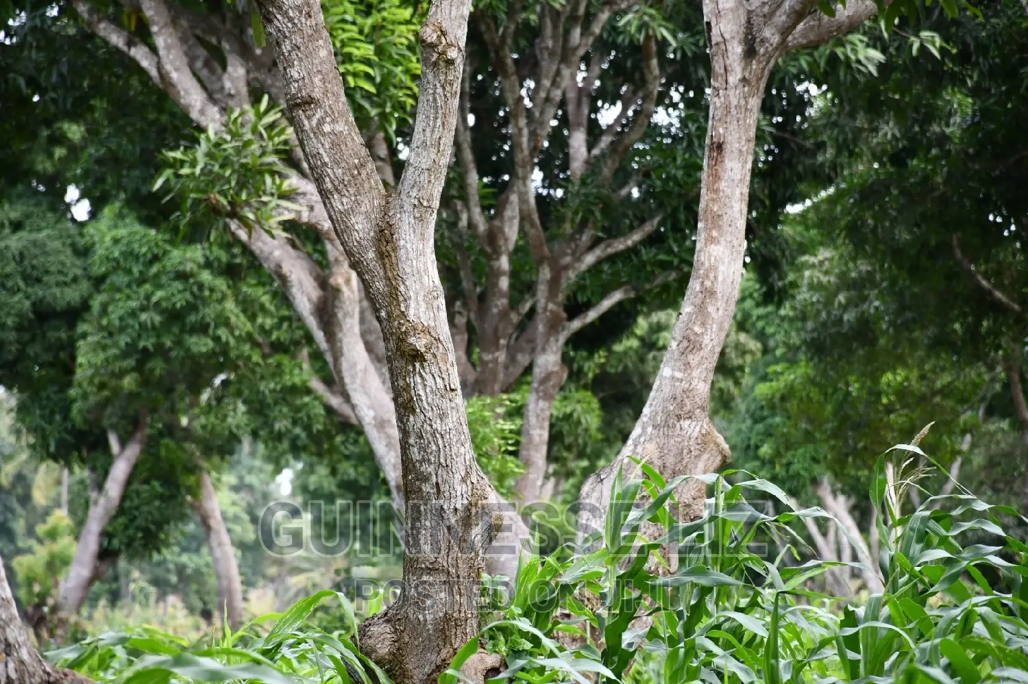 Kikambala: 1/4 Acre Land Plots - Instant Sale! in Kikambala