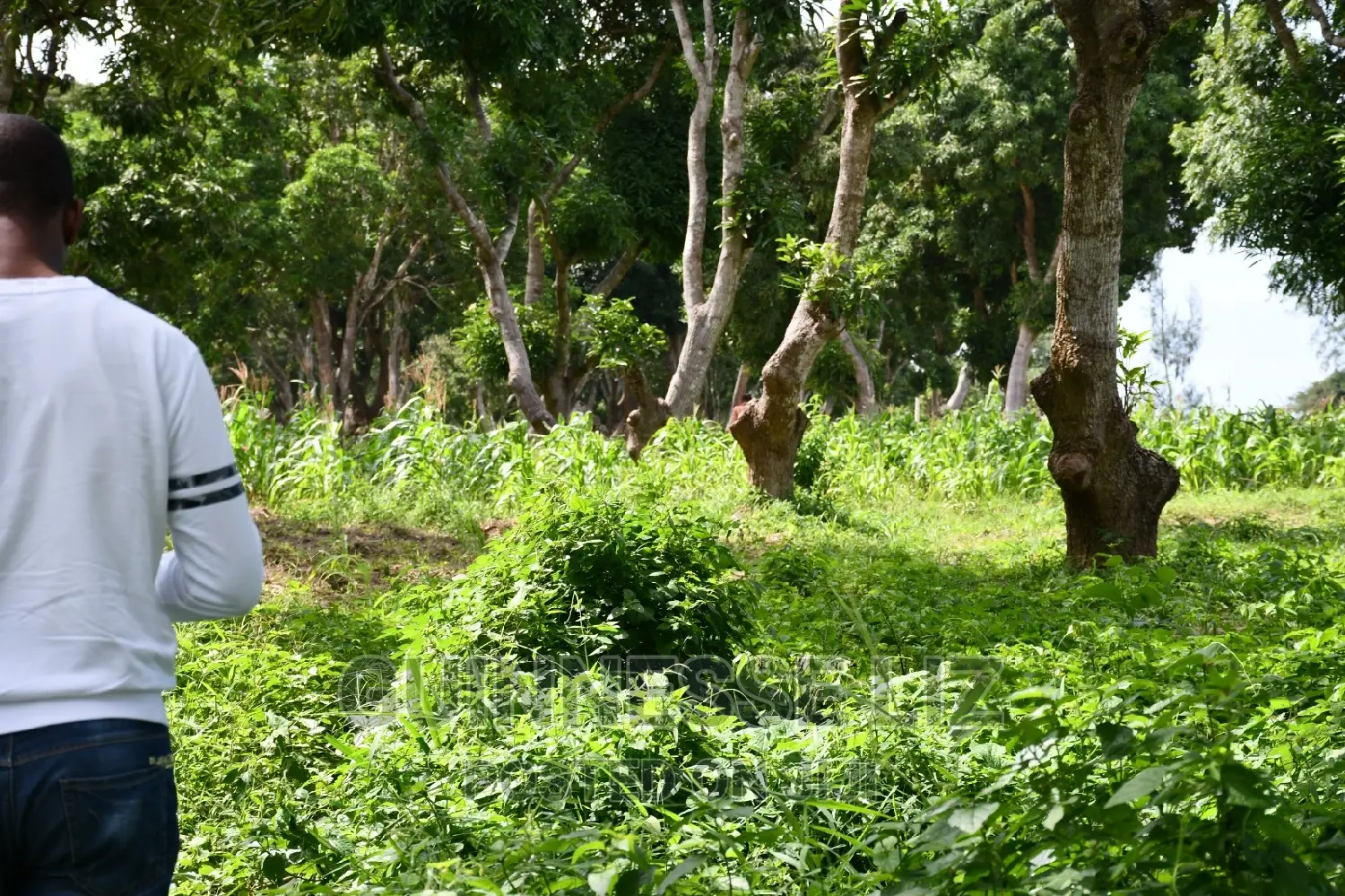 Kikambala: 1/4 Acre Land Plots - Instant Sale! in Kikambala