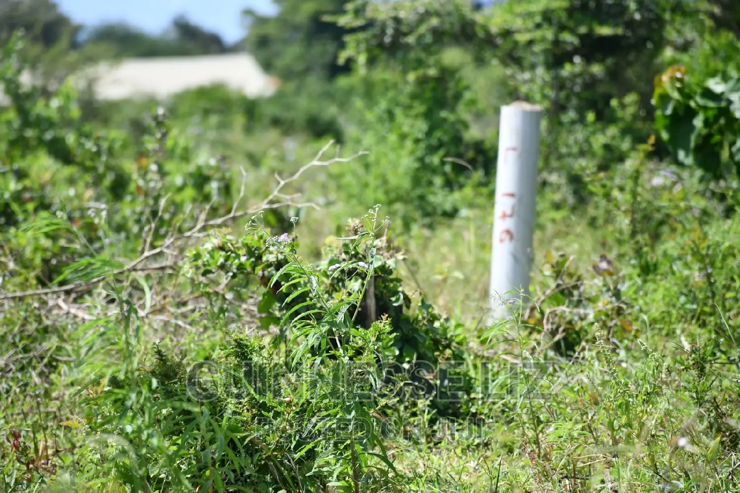 New Life Complex-adjacent Mavueni Plots for Investment in Jaribuni