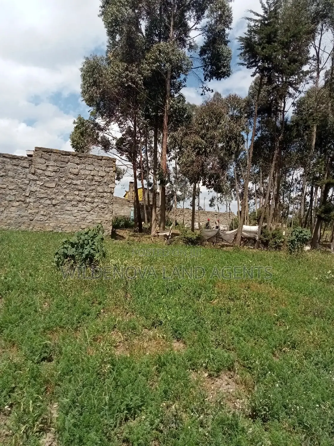 Flyover Kinangop: 50*100 Plot Ready for Purchase in Magumu