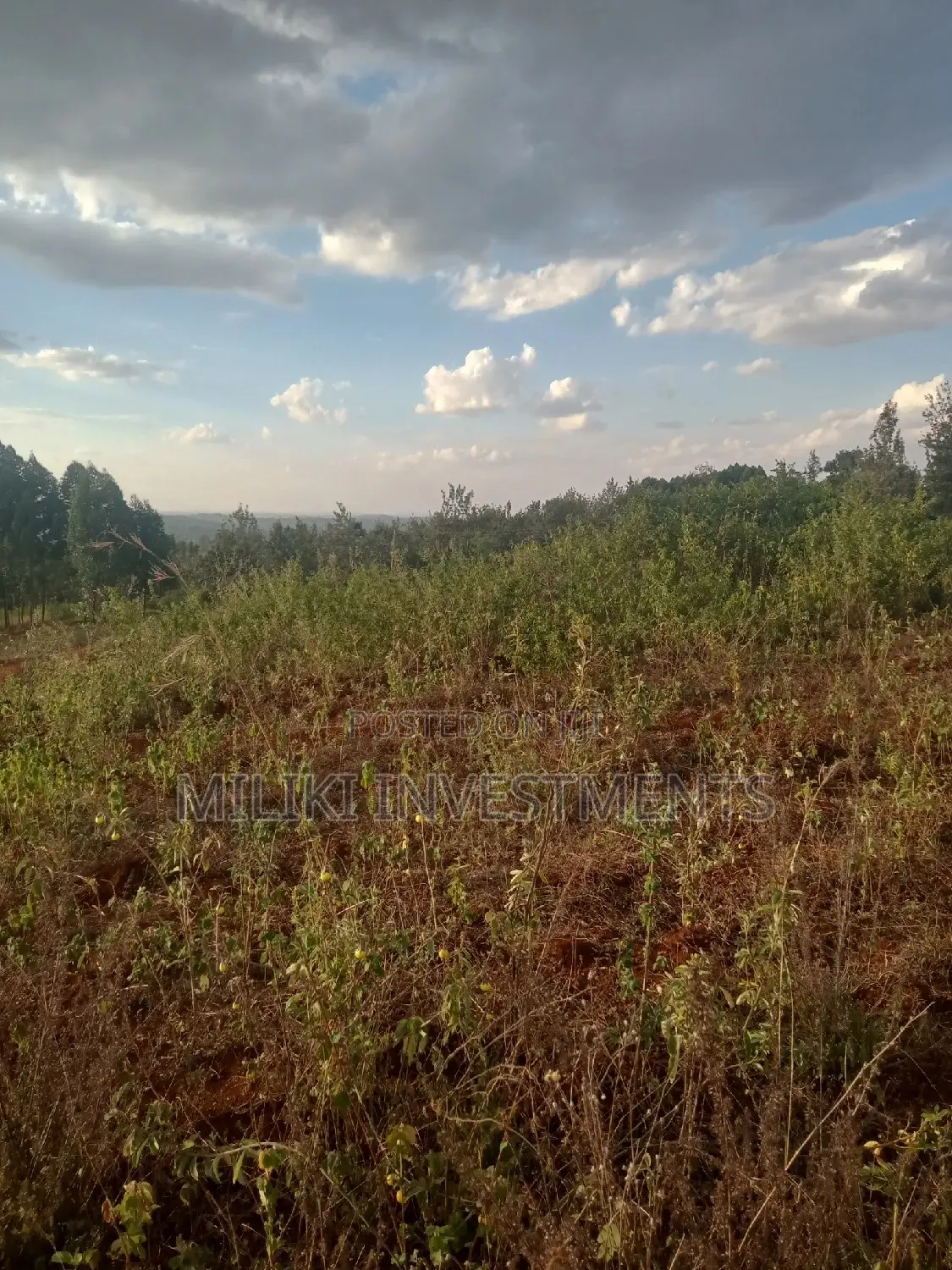 Buy 3 Acres of Land in Maragua Summary: A Great Real Estate Deal in Makuyu