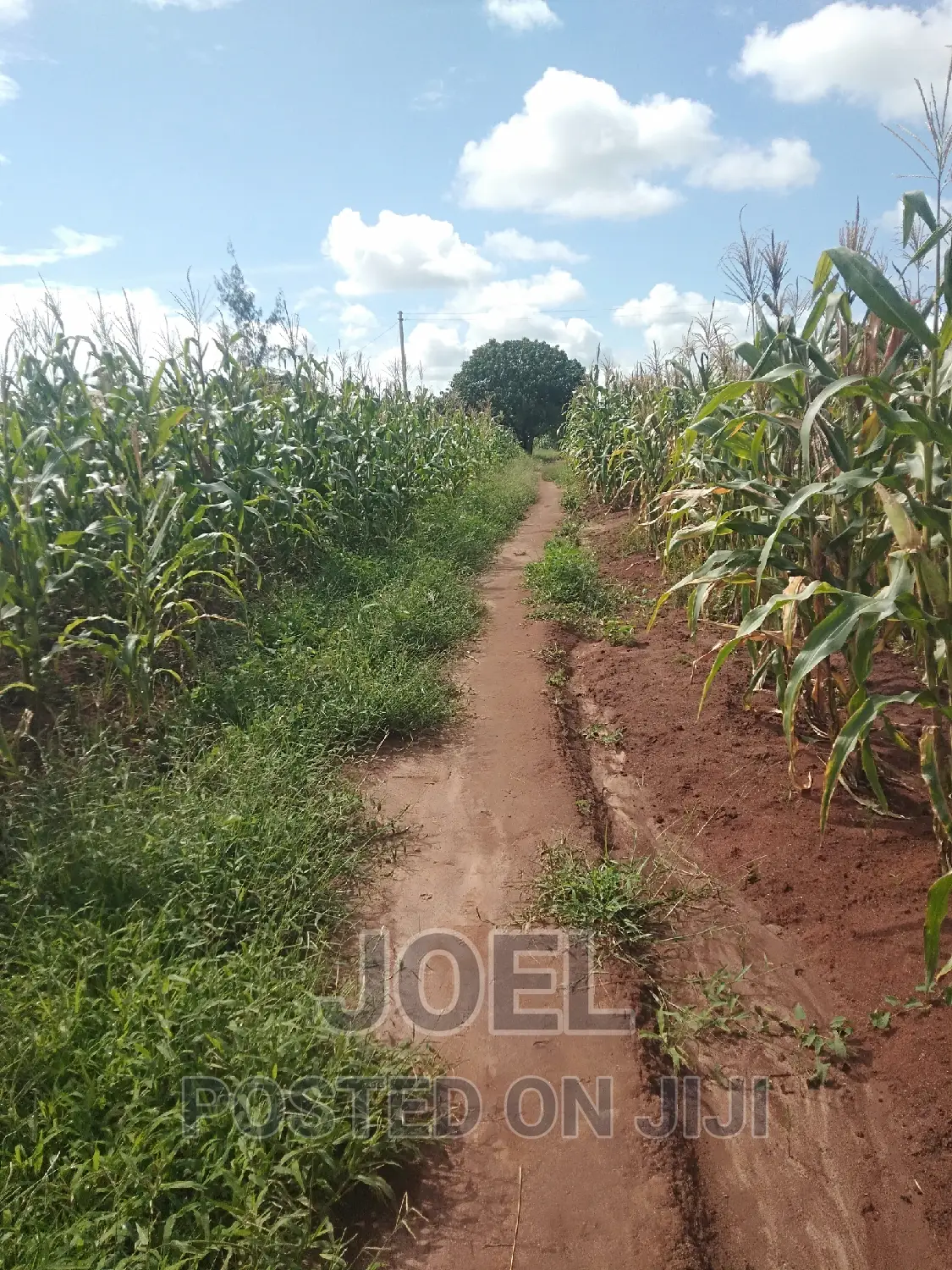 Ready Title Deed: 100-Acre Farmland in Malindi in Town Centre