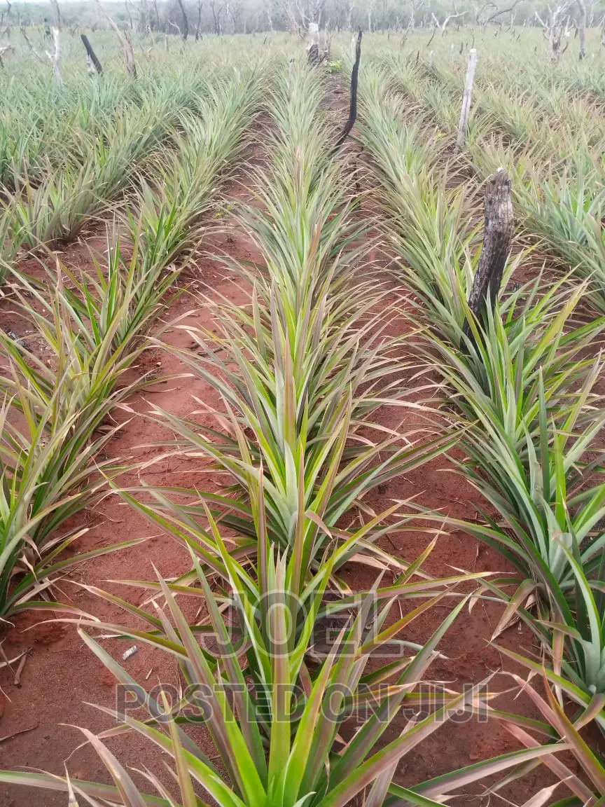 Ready Title Deed: 100-Acre Farmland in Malindi in Town Centre