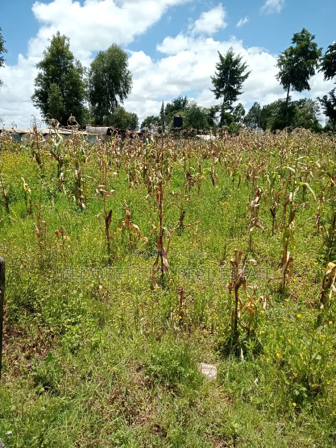 Rent 1/4 Plot in Prime Kimumu Location with Title Deeds in Eldoret CBD
